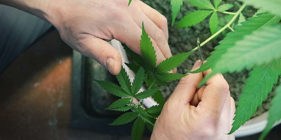 Limbing Cannabis Plants Limbing Cannabis Plants