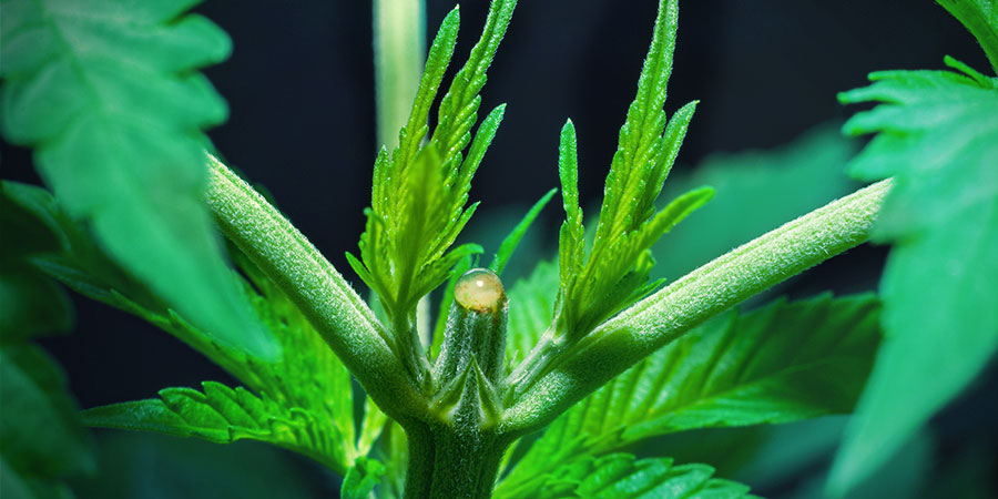 Så toppar du dina cannabisplantor