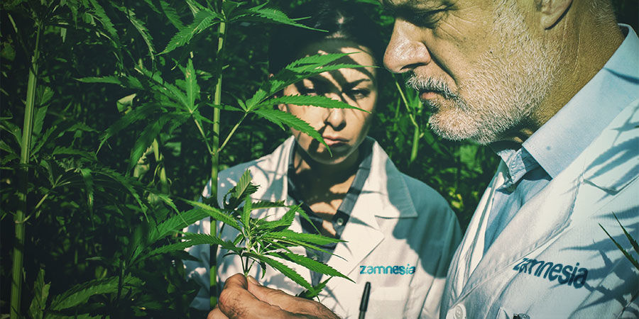 Hampans laglighet och odling LEGALITY AND CULTIVATION OF HEMP
