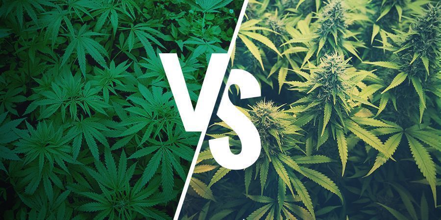 VAD ÄR HAMPA OCH HUR SKILJER DEN SIG FRÅN MARIJUANA?