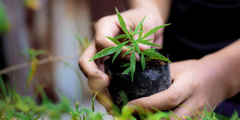 Knyt ihop allt: Odla fantastisk cannabis från grunden Knyt ihop allt: Odla fantastisk cannabis från grunden