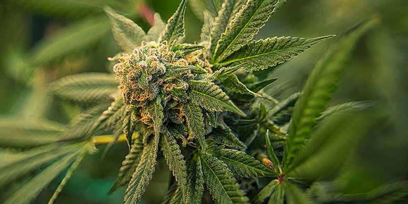 Tips #1: Välj stark genetik för friska cannabisplantor Tip #1: Pick strong genetics for healthy cannabis plants
