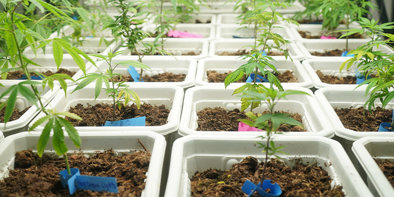Tip #2: Skapa perfekta odlingsförhållanden från start Tip #2: Create the perfect growing conditions from the start