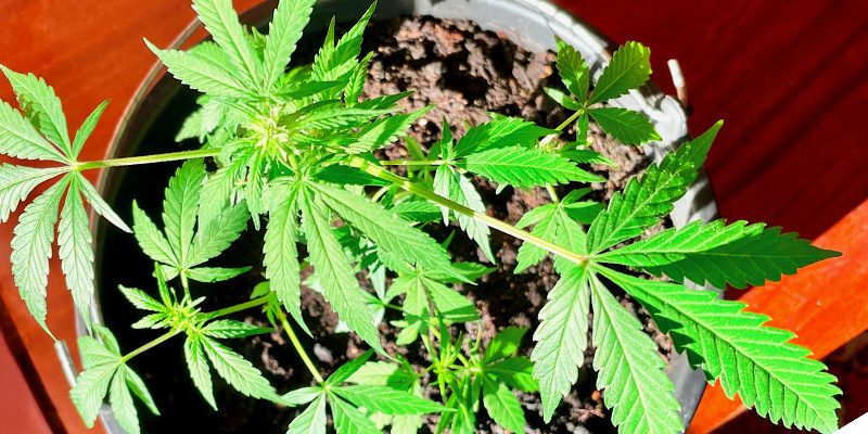 Tips #3: Välj rätt plats för att odla cannabisplantor Tips #3: Välj rätt plats för att odla cannabisplantor