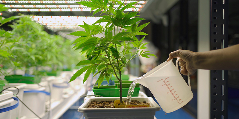 Tips #5: Bemästra vattning och bevattning för bättre cannabisavkastning Tips #5: Bemästra vattning och bevattning för bättre cannabisavkastning