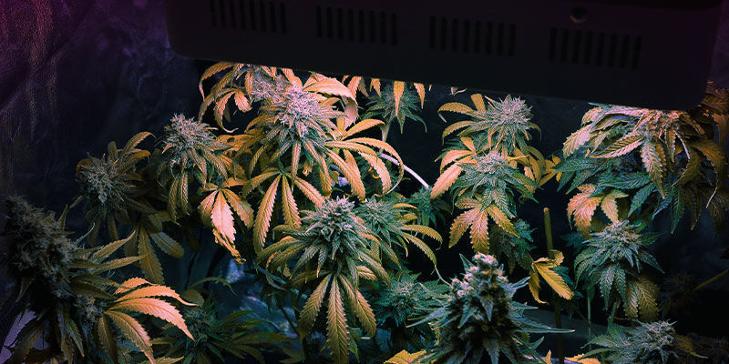 H&ouml;j kvaliteten p&aring; dina cannabissk&ouml;rdar med r&auml;tt ljusspektrum