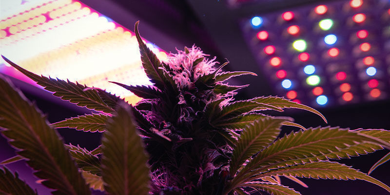 Ljusspektrum f&ouml;r blommande cannabisplantor