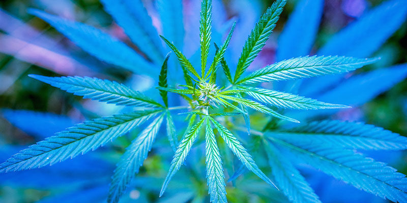 Ljusspektrum f&ouml;r vegetativa cannabisplantor