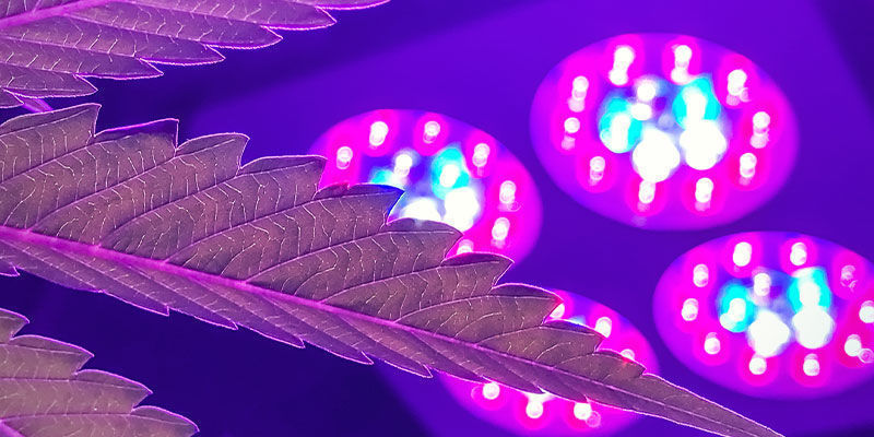 Vilken odlingslampa har b&auml;st ljusspektrum f&ouml;r cannabis?