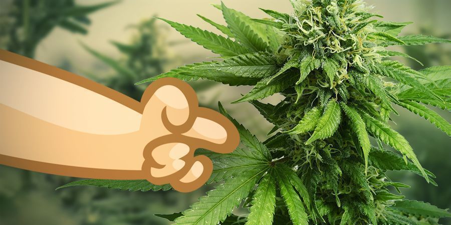 Anv&auml;nd en sativa-cannabissort f&ouml;r att f&aring; ig&aring;ng blodcirkulationen