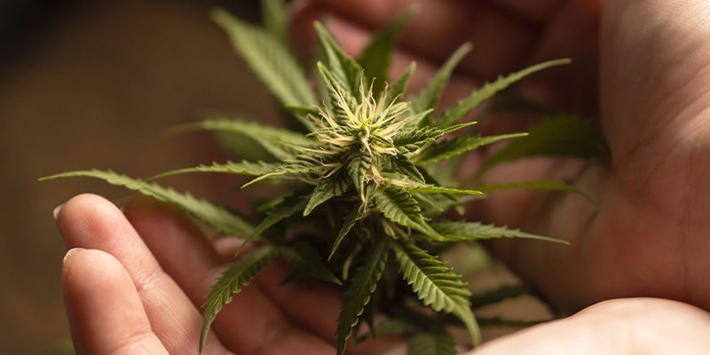 Blockerar hormoner ditt cannabisrus? 10. Are Hormones Blocking Your Cannabis High?