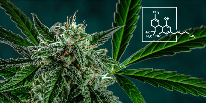 Weeden innehåller mer CBD än THC 6. The Weed Contains More CBD Than THC