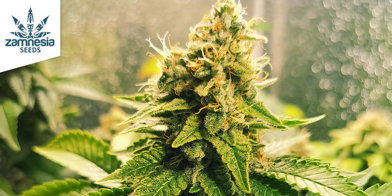 Blue Dream Blue Dream