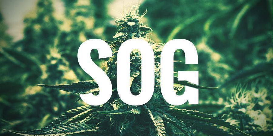 ODLA MED SOG-TEKNIKEN