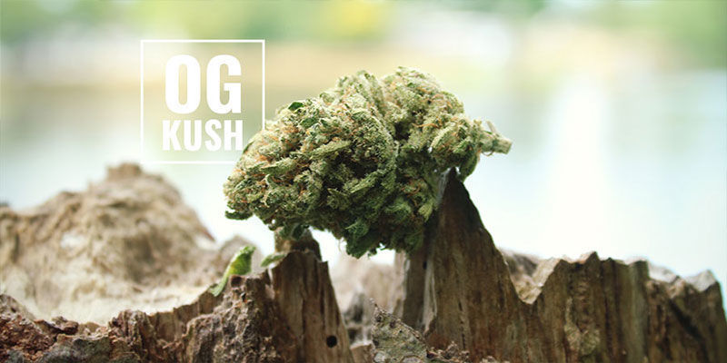 Vad betyder OG? OG Kush Cannabis: What Does The OG Mean?
