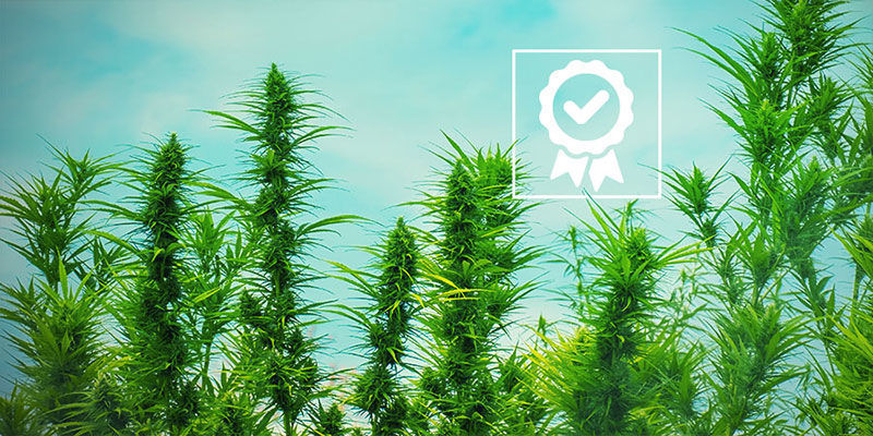 Vilken OG Kush är bäst? Vilken OG Kush är bäst?