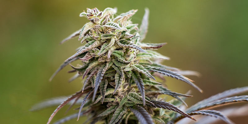 Att välja rätt sort med högt CBD-innehåll för dig Att välja rätt sort med högt CBD-innehåll för dig