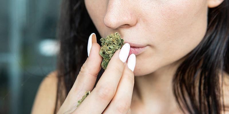 Varför välja CBD-sorter? Varför välja CBD-sorter?