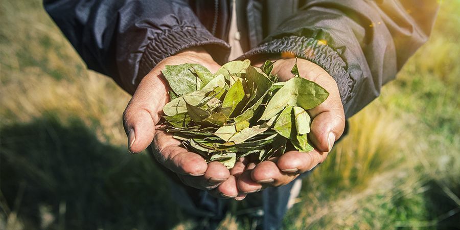 Odlarnas situation – kriget mot droger Grower Impact War On Drugs