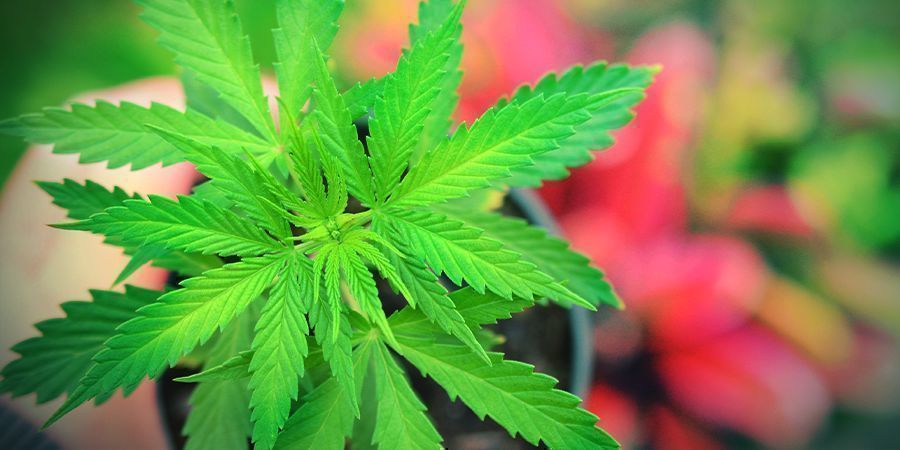 Så odlar du Master Kush HOW TO GROW MASTER KUSH
