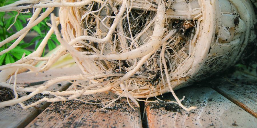 Rotbunden Root Bind