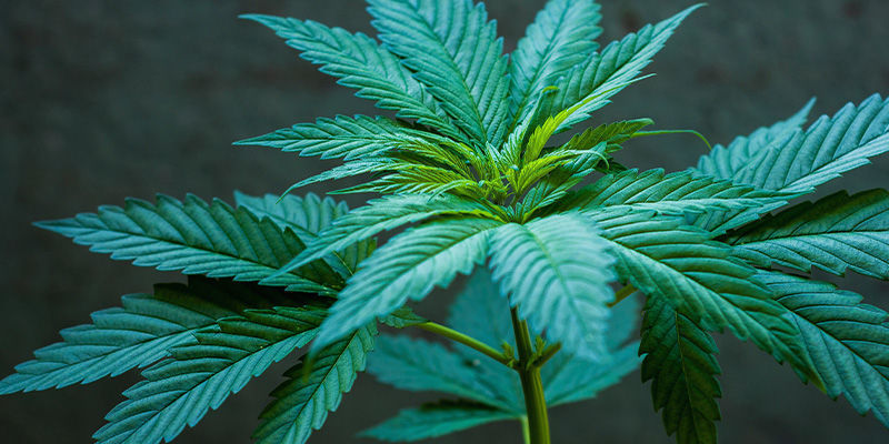 Odling Odling av reguljära och feminiserade cannabisfrön