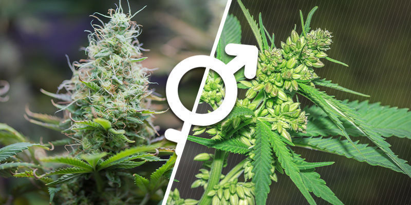 Förstå könet hos cannabisplantor Förstå könet hos cannabisplantor
