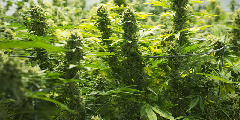 Avkastning Reguljära och feminiserade cannabisfrön: avkastning
