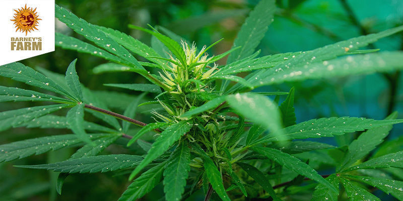 Dr. Grinspoon (Barney's Farm) feminized Dr. Grinspoon (Barney's Farm) feminized