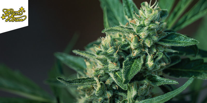 Super Lemon Haze (Greenhouse Seeds) feminized Super Lemon Haze (Greenhouse Seeds) feminized