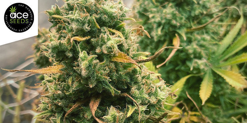 Malawi (Ace Seeds) Malawi (Ace Seeds)