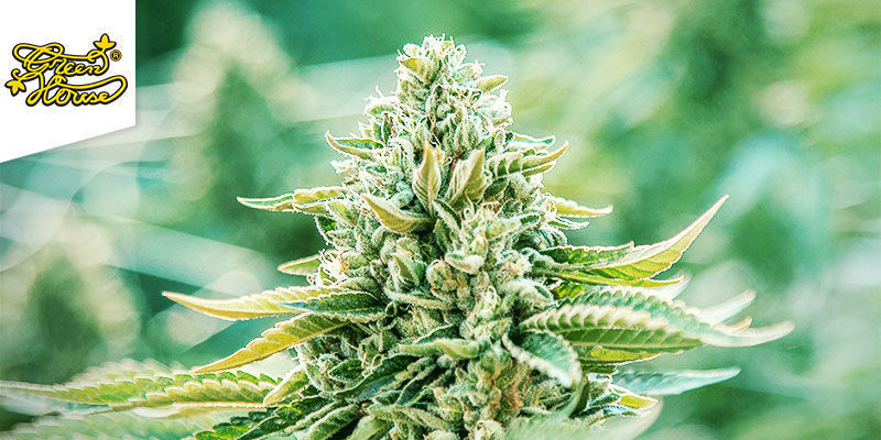 Trainwreck (Greenhouse Seeds) feminiserade Trainwreck (Greenhouse Seeds) feminized