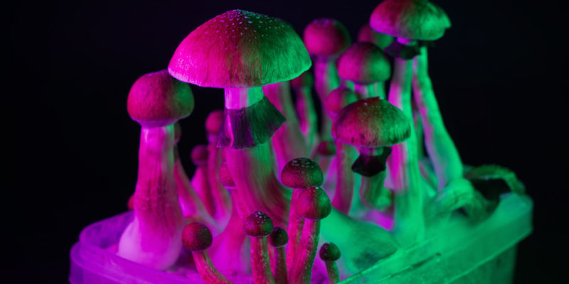 Magic Mushrooms Magic Mushrooms