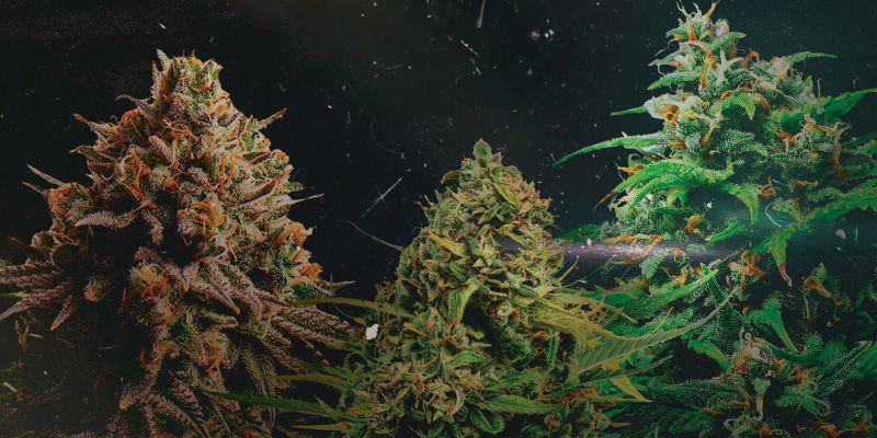 Tyson 2.0-sorter Tyson 2.0 Strains