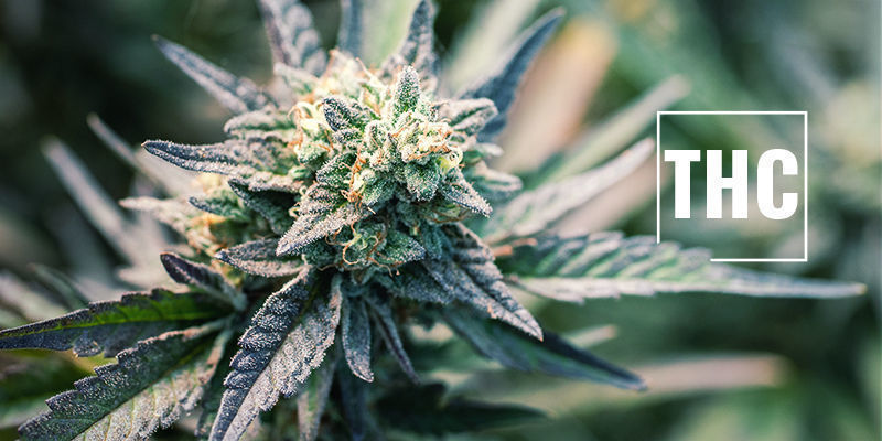 Vad är THC? What Is THC?