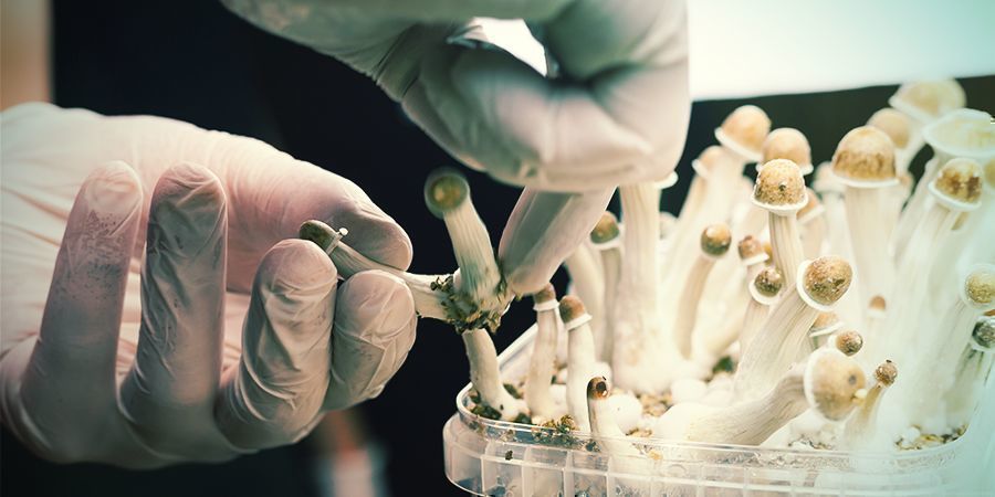 Varför steril teknik är avgörande vid odling av magiska svampar Why Sterile Technique Is Essential for Magic Mushroom Cultivation