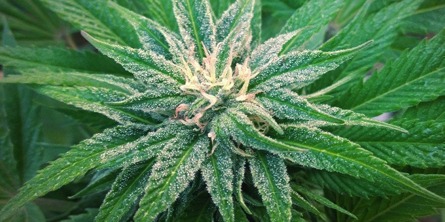 Så odlar du White Widow Så odlar du White Widow