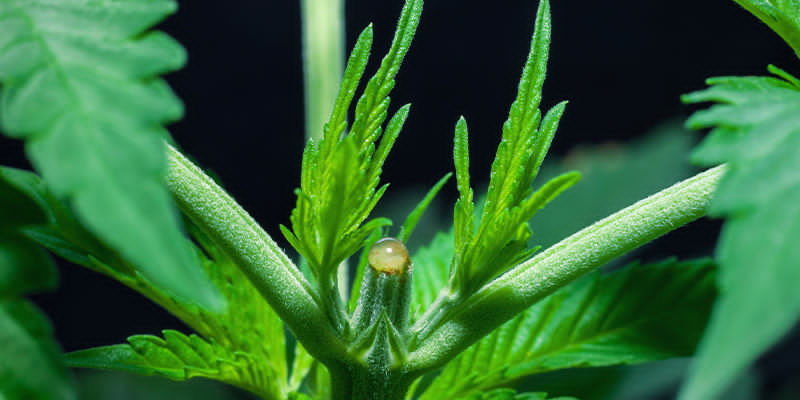 Håll dig dold Håll dig dold genom att kamouflera cannabisplantor