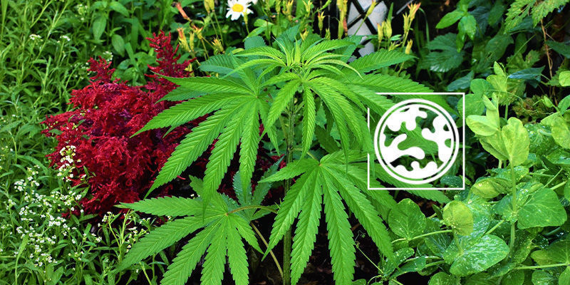 Samplantering Samplantering för att maskera cannabisplantor