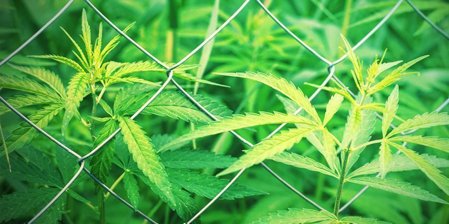 Välj din plats Välja plats för din cannabisodling