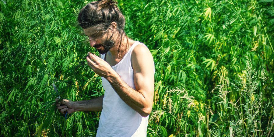 Lukt Den starka lukten av cannabis