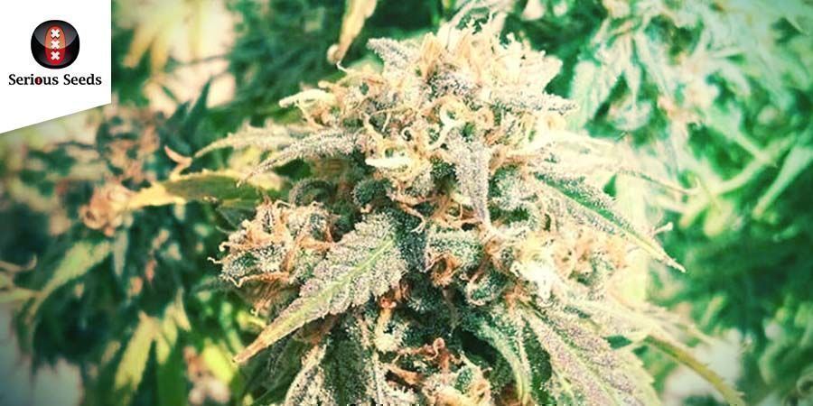 AK-47 - Serious Seeds AK-47 - Serious Seeds