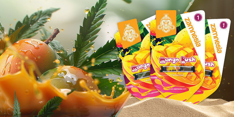 Mango Kush Mango Kush