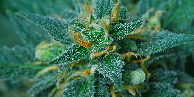 Bästa cannabissorter för att undvika couch-lock Bästa cannabissorter för att undvika couch-lock