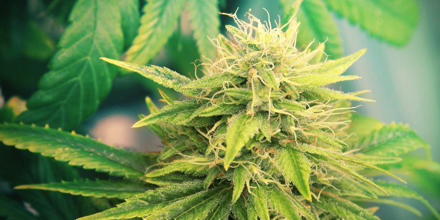 Cannabissorter som ger couch-lock Cannabissorter som ger couch-lock