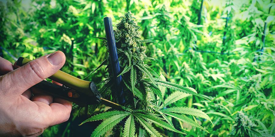Träning av cannabisplantor