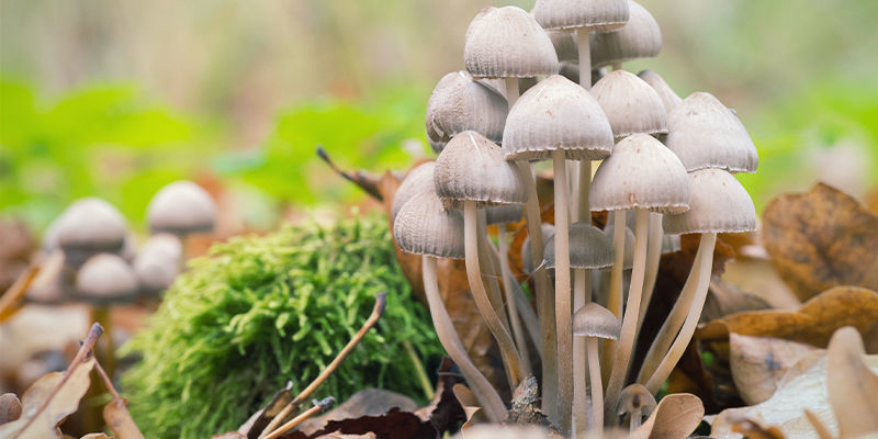 Panaeolus cyanescens Panaeolus Cyanescens