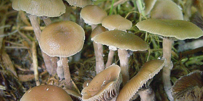Psilocybe Atlantis Psilocybe Atlantis