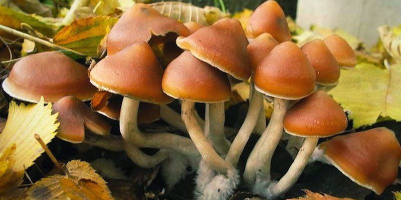 Psilocybe azurescens Psilocybe Azurescens