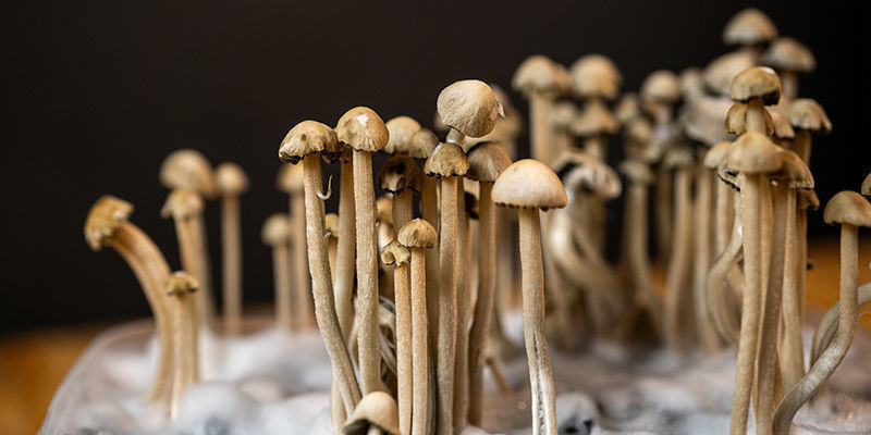 Lär känna Panaeolus cyanescens Lär känna Panaeolus cyanescens
